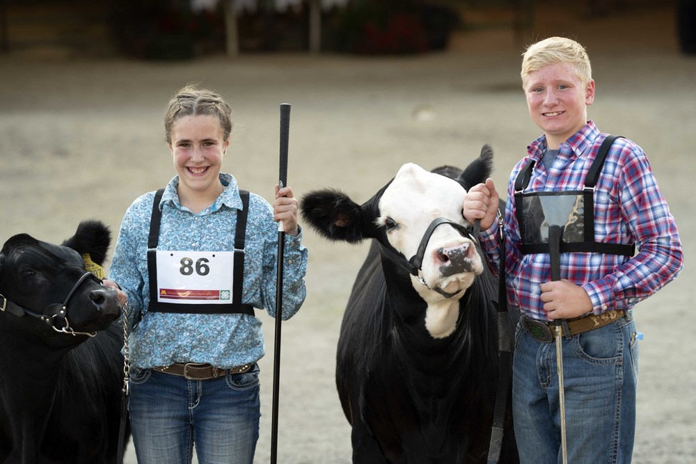 4H beef show winners